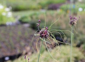 Česnek ořešec 'Art' - Allium scorodoprasum 'Art'