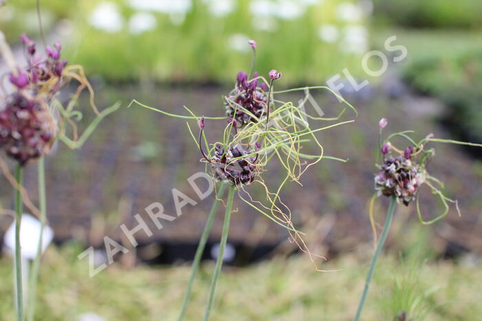 Česnek ořešec 'Art' - Allium scorodoprasum 'Art'