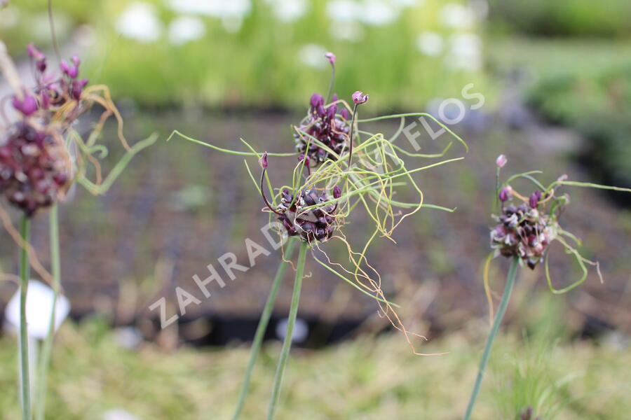 Česnek ořešec 'Art' - Allium scorodoprasum 'Art'