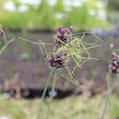 Česnek ořešec 'Art' - Allium scorodoprasum 'Art'