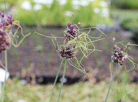 Česnek ořešec 'Art' - Allium scorodoprasum 'Art'