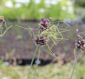 Česnek ořešec 'Art' - Allium scorodoprasum 'Art'