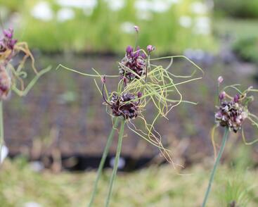 Česnek ořešec 'Art'