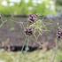 Allium scorodoprasum 'Art'_01.JPG