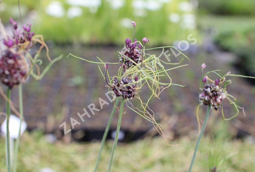 Česnek ořešec 'Art' - Allium scorodoprasum 'Art'