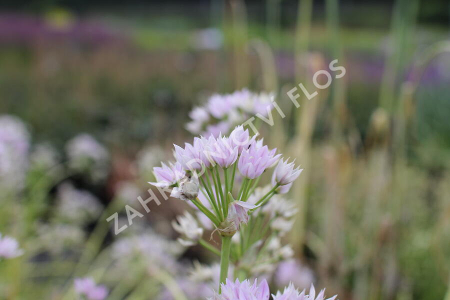 Česnek jednolistý - Allium unifolium