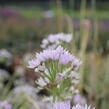 Česnek jednolistý - Allium unifolium