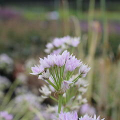 Česnek jednolistý - Allium unifolium