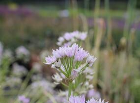 Česnek jednolistý - Allium unifolium