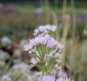 Česnek jednolistý - Allium unifolium