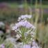 Allium unifolium.JPG
