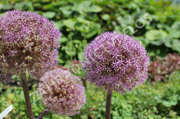 Česnek 'Globemaster' - Allium 'Globemaster'