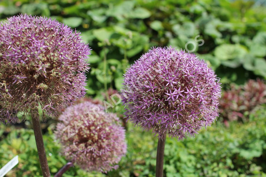 Česnek 'Globemaster' - Allium 'Globemaster'