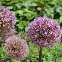 Česnek 'Globemaster' - Allium 'Globemaster'