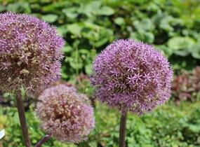 Česnek 'Globemaster' - Allium 'Globemaster'