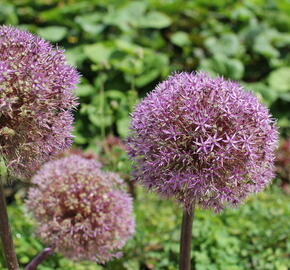 Česnek 'Globemaster' - Allium 'Globemaster'