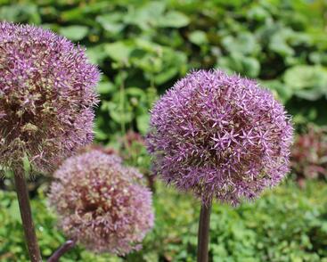 Česnek 'Globemaster'