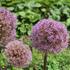 Allium 'Globemaster'.JPG