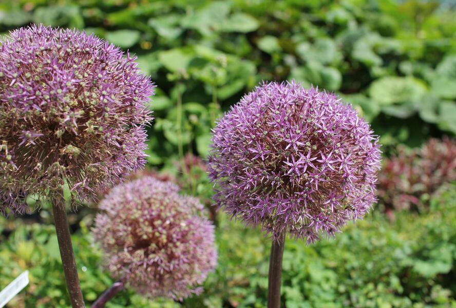 Česnek 'Globemaster' - Allium 'Globemaster'