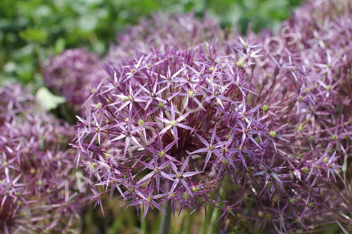Česnek christophův - Allium christophii