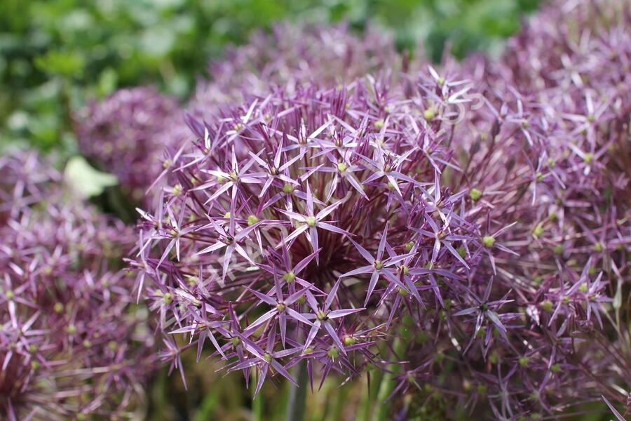 Česnek christophův - Allium christophii