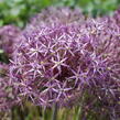 Česnek christophův - Allium christophii