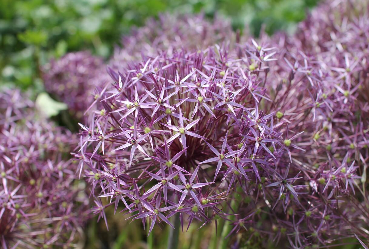 Česnek christophův - Allium christophii