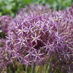 Česnek christophův - Allium christophii
