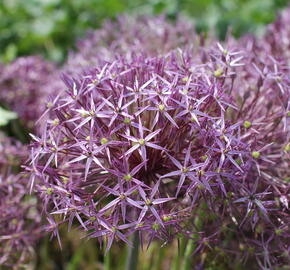 Česnek christophův - Allium christophii