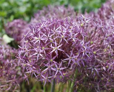 Česnek christophův