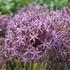 Allium christophii_01.JPG