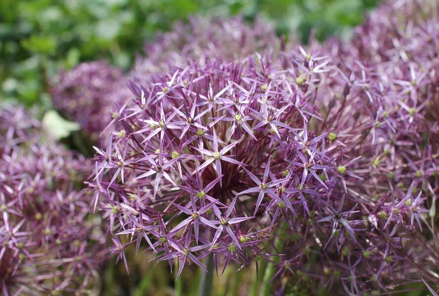 Česnek christophův - Allium christophii