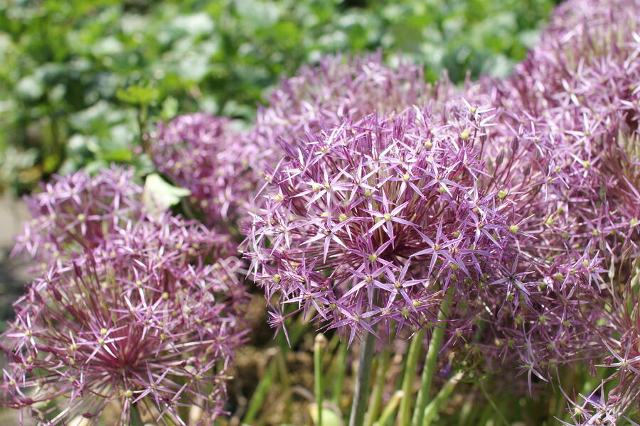 Česnek christophův - Allium christophii
