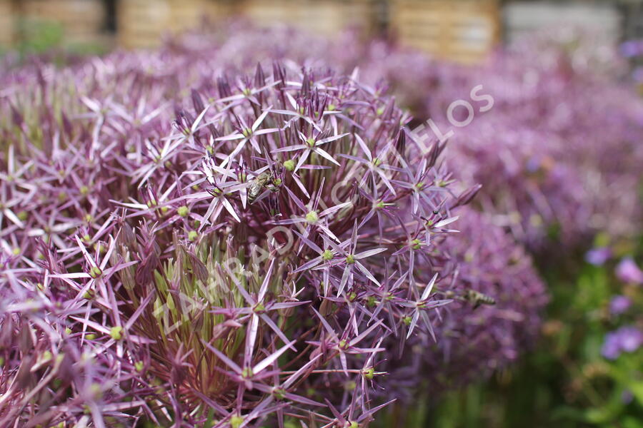 Česnek christophův - Allium christophii