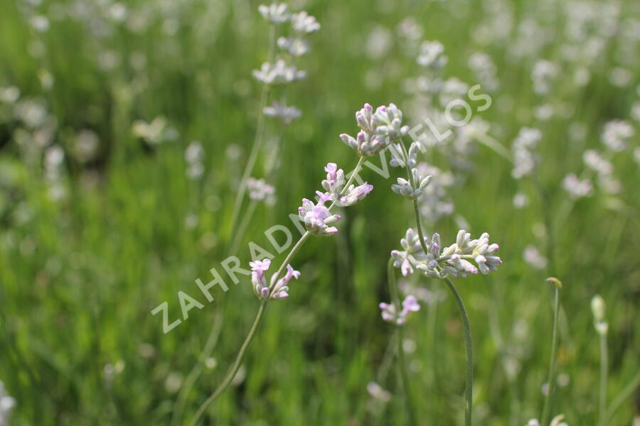 Levandule úzkolistá 'Rosea' - Lavandula angustifolia 'Rosea'