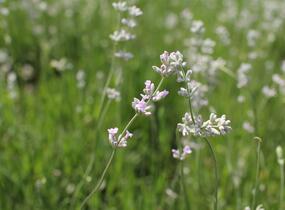 Levandule úzkolistá 'Rosea' - Lavandula angustifolia 'Rosea'