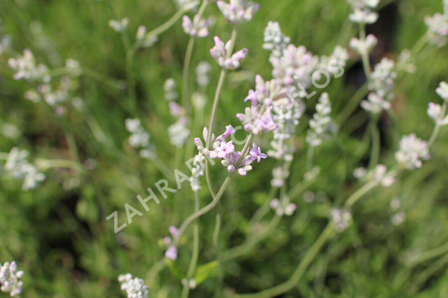 Levandule úzkolistá 'Rosea' - Lavandula angustifolia 'Rosea'