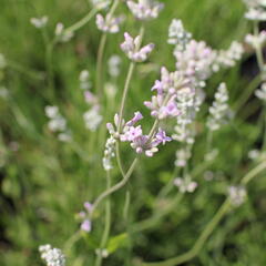 Levandule úzkolistá 'Rosea' - Lavandula angustifolia 'Rosea'