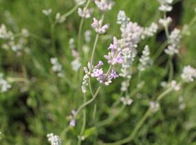 Levandule úzkolistá 'Rosea' - Lavandula angustifolia 'Rosea'