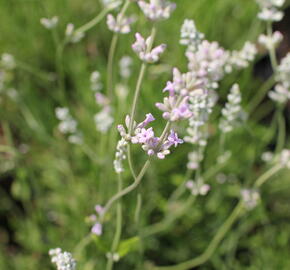 Levandule úzkolistá 'Rosea' - Lavandula angustifolia 'Rosea'