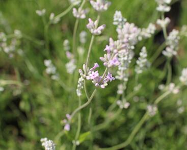 Levandule úzkolistá 'Rosea'