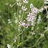 Lavandula angustifolia 'Rosea'.JPG