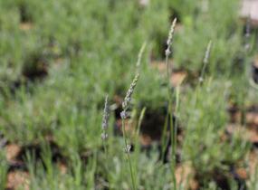 Levandule prostřední 'Dutch' - Lavandula intermedia 'Dutch'