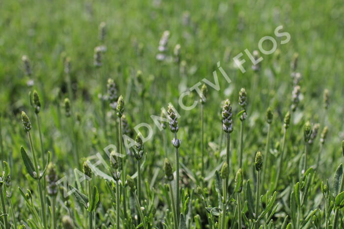 Levandule úzkolistá 'Not Normal Compact Pure White' - Lavandula angustifolia 'Not Normal Compact Pure White'