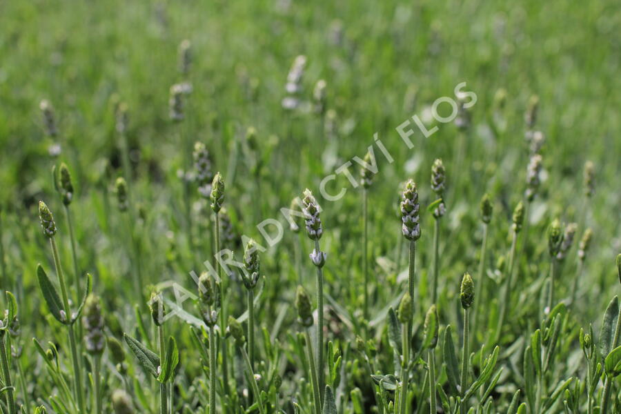 Levandule úzkolistá 'Not Normal Compact Pure White' - Lavandula angustifolia 'Not Normal Compact Pure White'