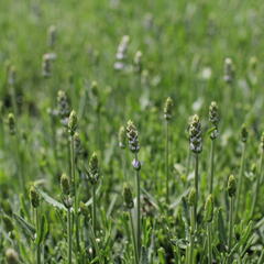 Levandule úzkolistá 'Not Normal Compact Pure White' - Lavandula angustifolia 'Not Normal Compact Pure White'