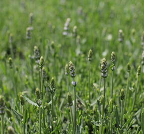 Levandule úzkolistá 'Not Normal Compact Pure White' - Lavandula angustifolia 'Not Normal Compact Pure White'