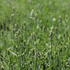 Lavandula angustifolia 'Not Normal Compact Pure White'.JPG