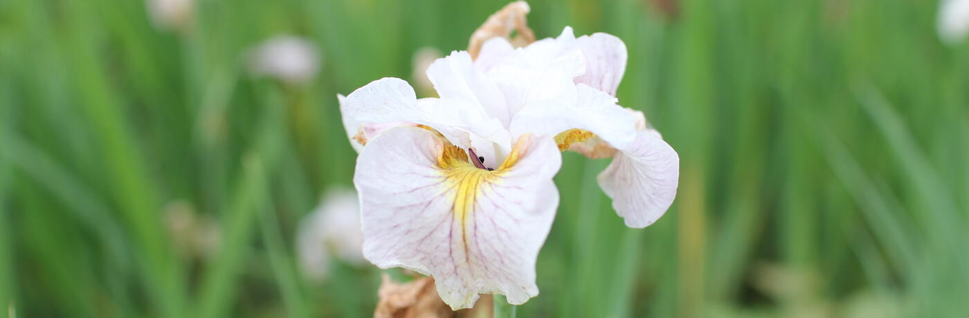 Iris sibirica ''Lemon Veil''_01