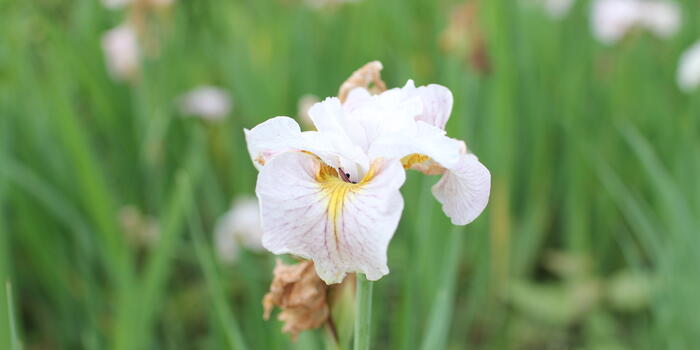 Iris sibirica ''Lemon Veil''_01